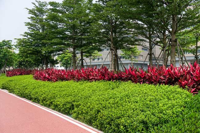 市政公園綠化養(yǎng)護(hù)